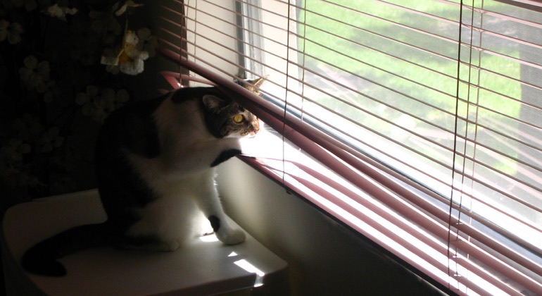 Cat looking through metal blinds in Houston.